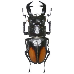 HEXAETHRIUS PARRYI